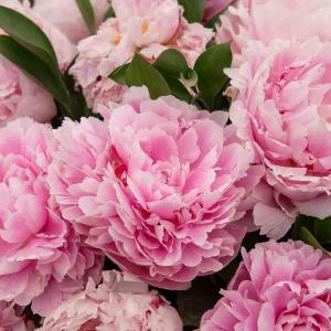 Pivoine De Chine Sarah Bernhardt (x1)
